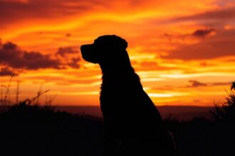 Silhouette of a dog at sunset