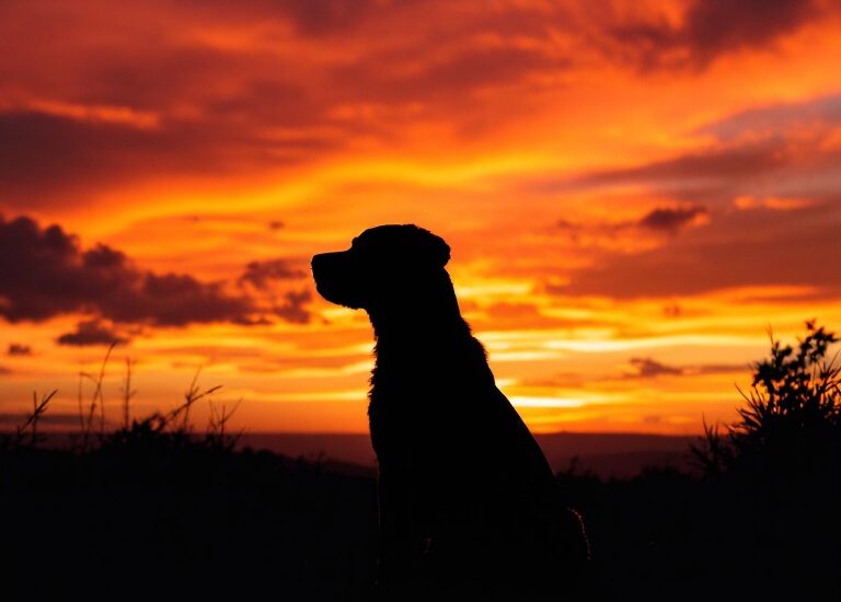 Silhouette of a dog at sunset